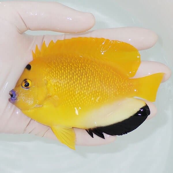 【現物2】シテンヤッコ 12cm±