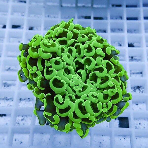 【サンゴ現物12】ナガレハナサンゴ