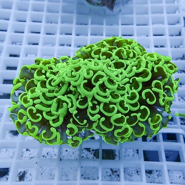 【サンゴ現物13】ナガレハナサンゴ