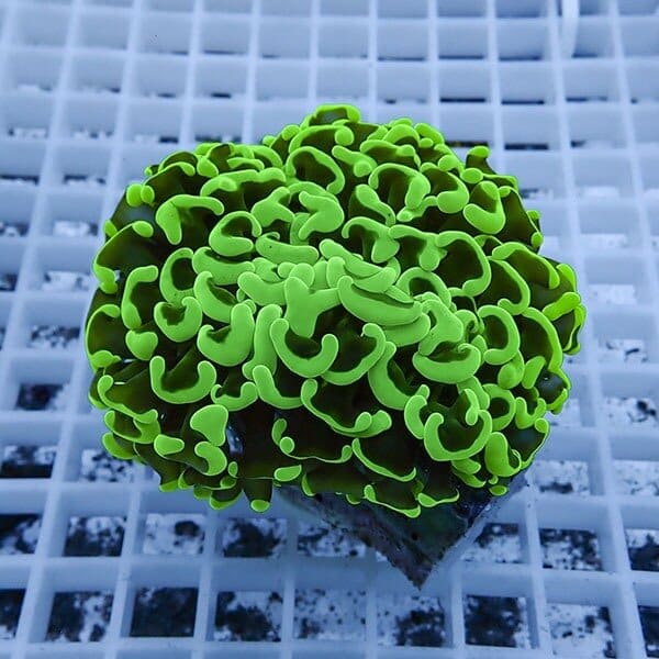 【サンゴ現物14】ナガレハナサンゴ