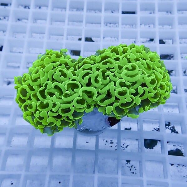 【サンゴ現物15】ナガレハナサンゴ