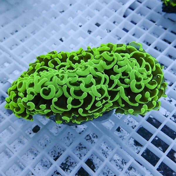 【サンゴ現物16】ナガレハナサンゴ