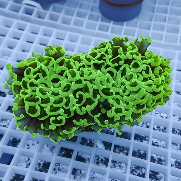 【サンゴ現物17】ナガレハナサンゴ