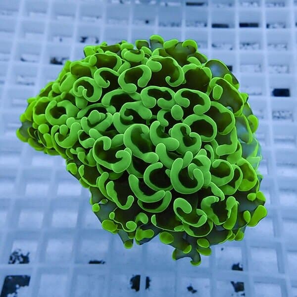 【サンゴ現物18】ナガレハナサンゴ