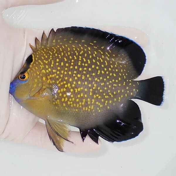 【現物1】ゴールドフレークエンゼル 11.5cm±