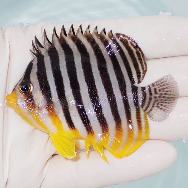 【現物2】シマヤッコ 7cm±