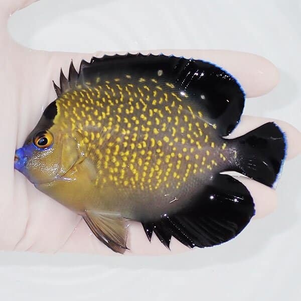 【現物3】ゴールドフレークエンゼル 10.5cm±