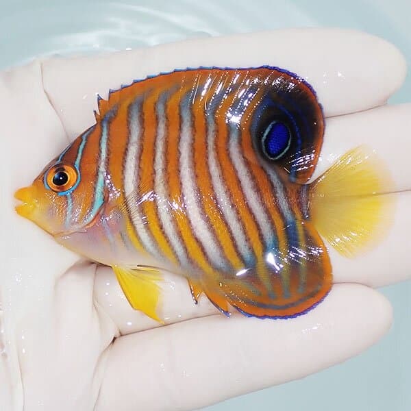 【現物1】ニシキヤッコ 7cm±