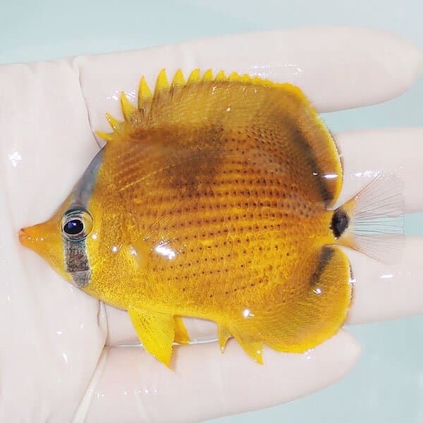 【現物1】レモンチョウ 8cm±