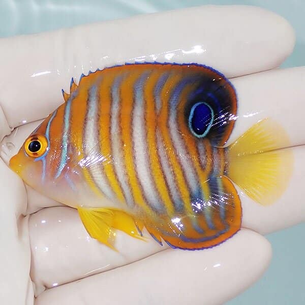 【現物2】ニシキヤッコ 6cm±