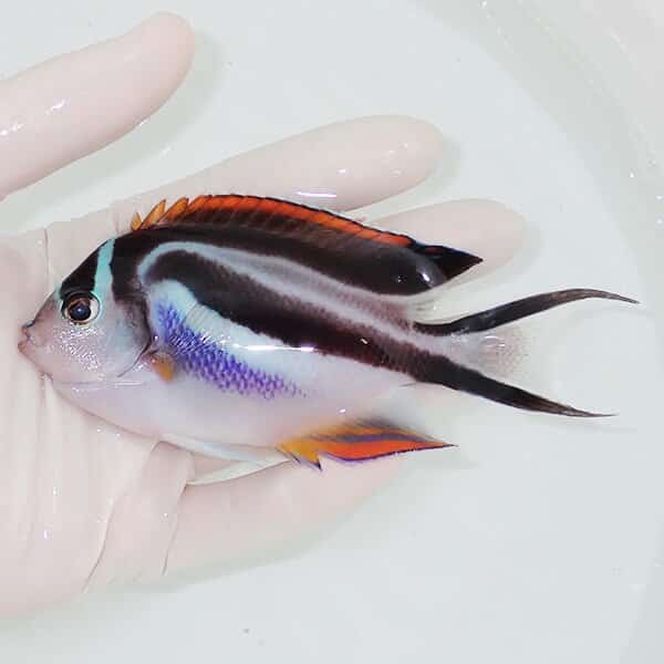 【現物2】ベルスエンゼル♀ （オーネイトエンゼル）11.5cm±