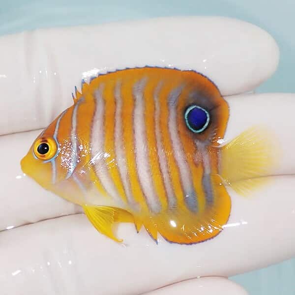 【現物3】ニシキヤッコ 5cm±