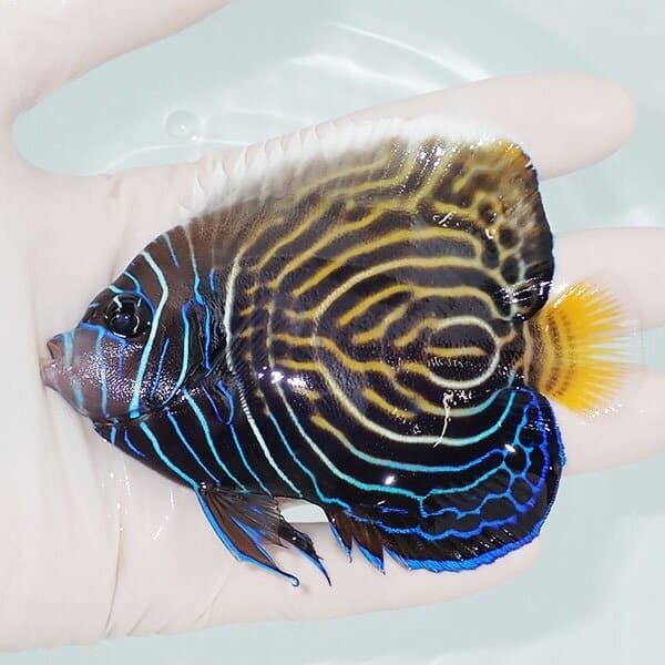 【現物2】タテジマキンチャクダイ10cm±