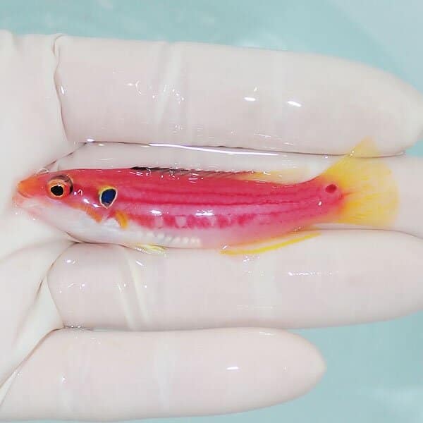 【現物】フタホシキツネベラ 7cm