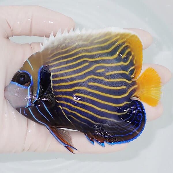 【現物3】タテジマキンチャクダイ 11.5cm±