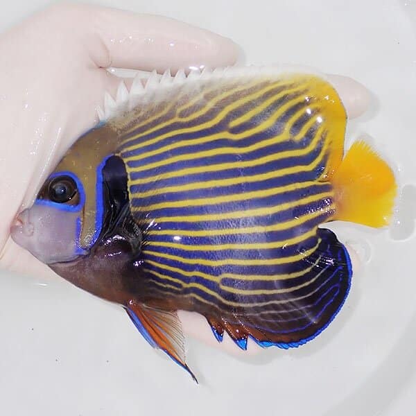 【現物4】粒エサOK タテジマキンチャクダイ 14.5cm±