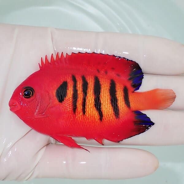 【現物3】フレームエンゼル 8cm