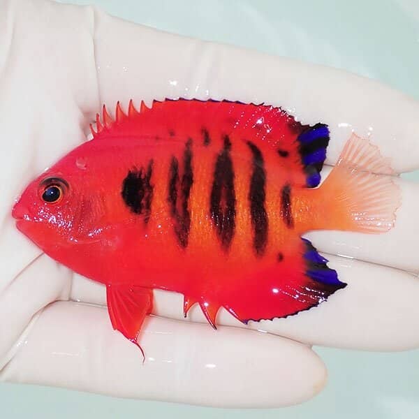 【現物4】スレ有り フレームエンゼル 7.5cm