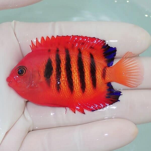 【現物5】欠けあり フレームエンゼル 7cm