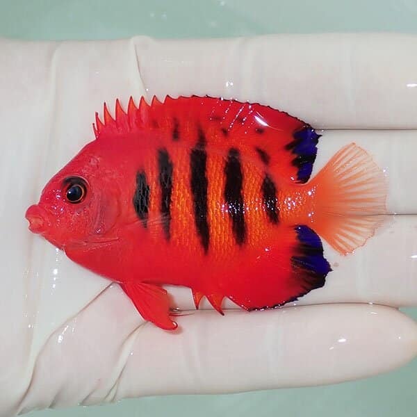 【現物7】スレ有り フレームエンゼル 7cm