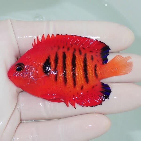 【現物8】スレかけ フレームエンゼル 7cm