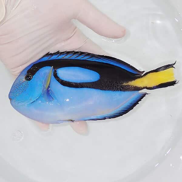 【現物1】特大 ナンヨウハギ 17.5cm±