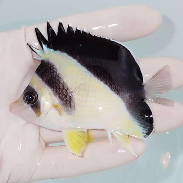 【現物2】バーゲスバタフライ 8.5cm±