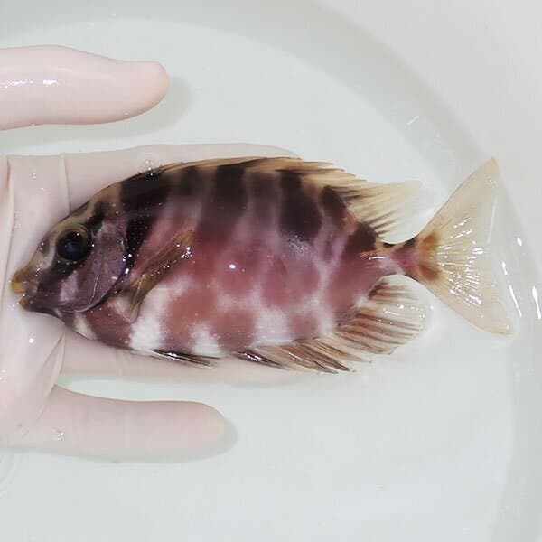 【現物1】粒エサOK サンゴアイゴ 14cm±