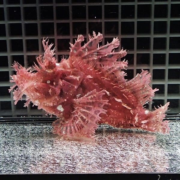 【現物2】ボロカサゴ 16.5cm±