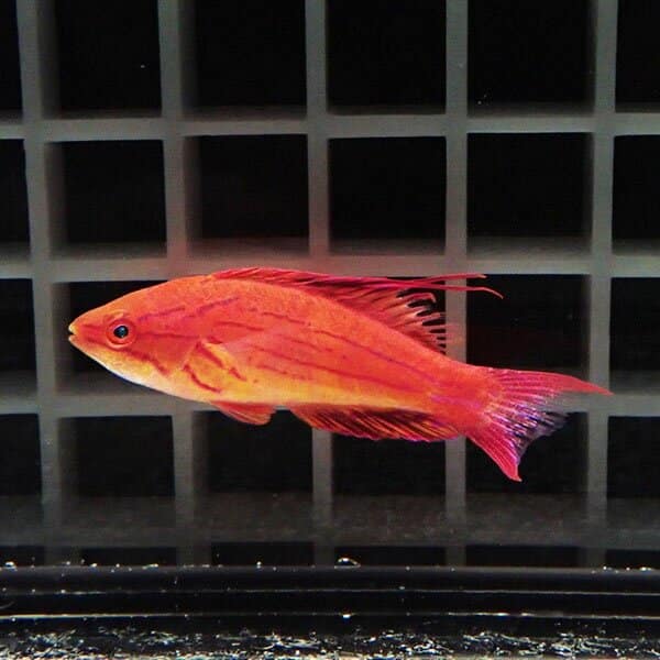 フィラメントフラッシャーラス 5-7cm±