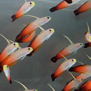 特価（30日受け取りまで） ハタタテハゼ 4-6cm±