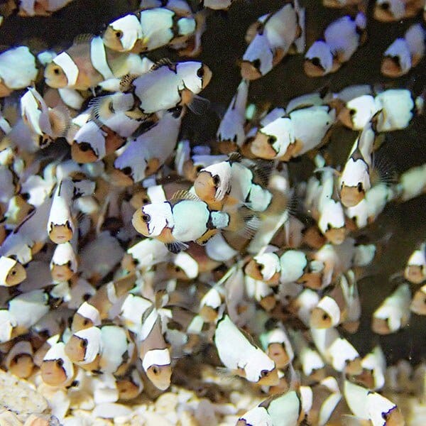 ブリード ブラックスノーオセラリス MIX 1-2cm±【3匹セット】  個体指定不可