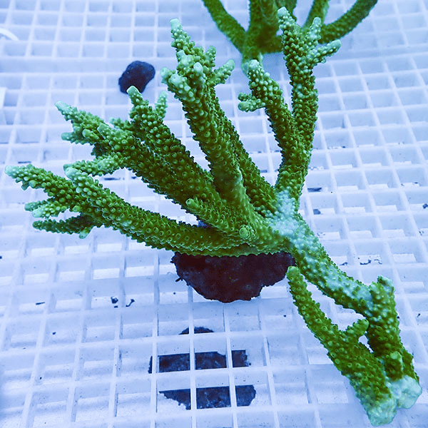 【サンゴ現物101】ミドリイシ