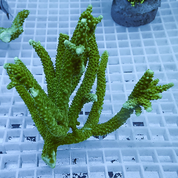 【サンゴ現物102】ミドリイシ