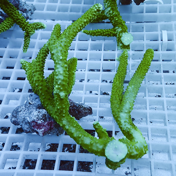 【サンゴ現物104】ミドリイシ