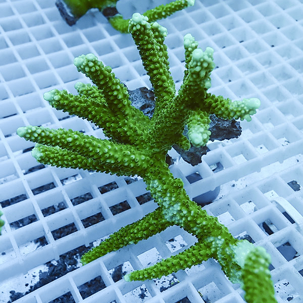 【サンゴ現物105】ミドリイシ