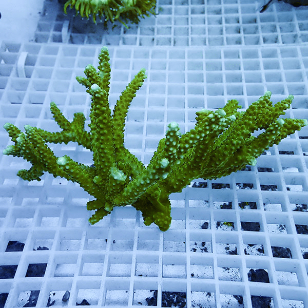 【サンゴ現物107】ミドリイシ