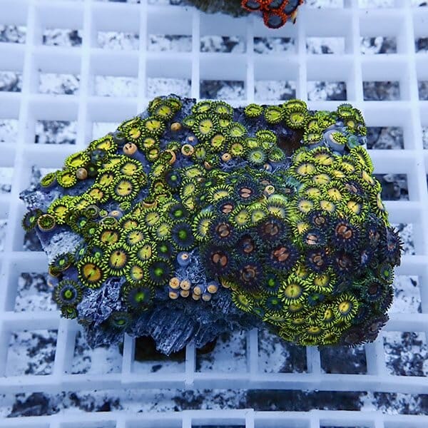 【サンゴ現物10】マメスナギンチャク