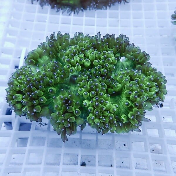 【サンゴ現物10】トランペットコーラル