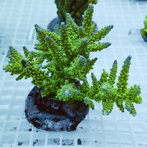 【サンゴ現物10】ブリードミドリイシ