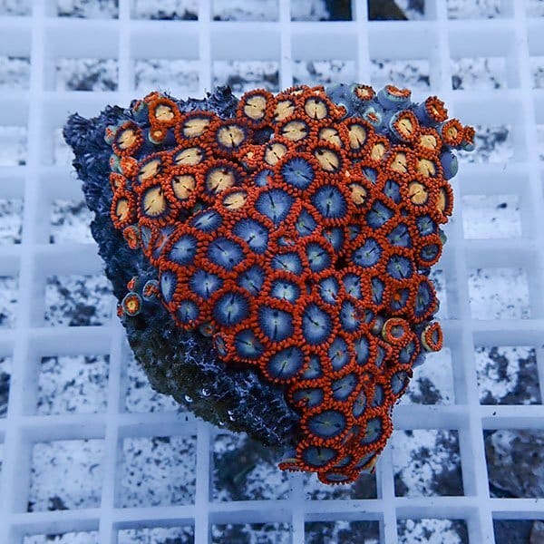 【サンゴ現物11】マメスナギンチャク