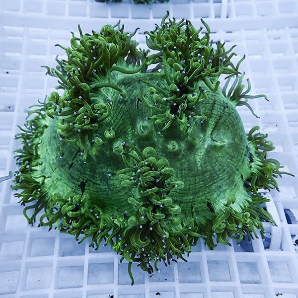 【サンゴ現物11】トランペットコーラル