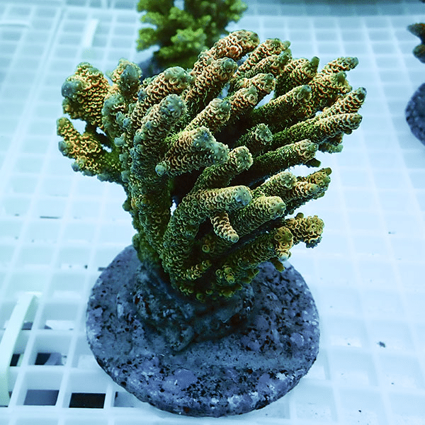 【サンゴ現物11】ブリードミドリイシ