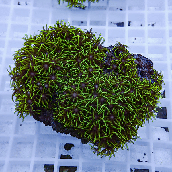 【サンゴ現物11】スターポリプ