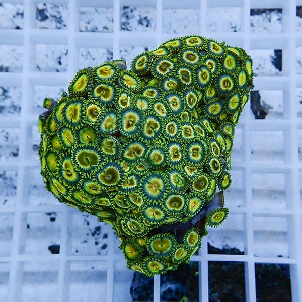 【サンゴ現物12】マメスナギンチャク