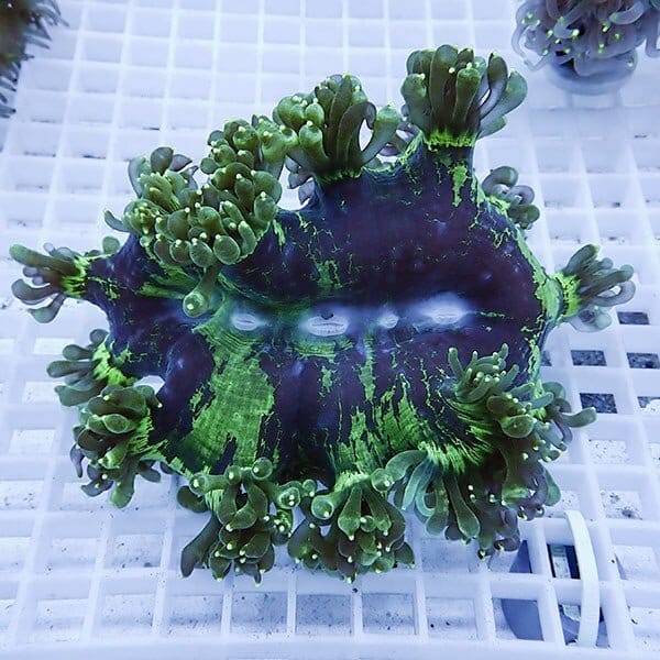 【サンゴ現物12】トランペットコーラル