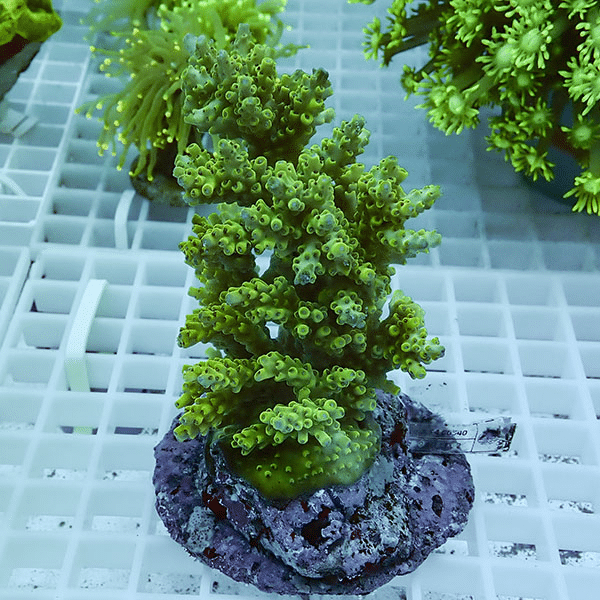 【サンゴ現物12】ブリードミドリイシ