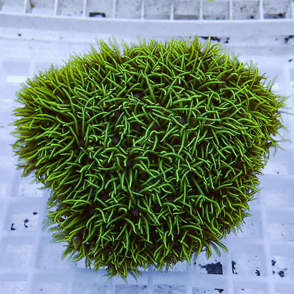 【サンゴ現物12】スターポリプ