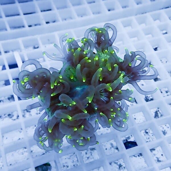 【サンゴ現物13】トランペットコーラル フラグ