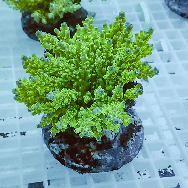 【サンゴ現物13】ブリードミドリイシ